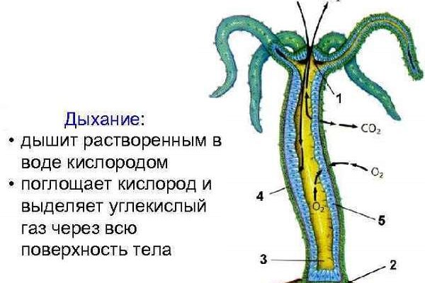 Почему не закрыт сайт кракен