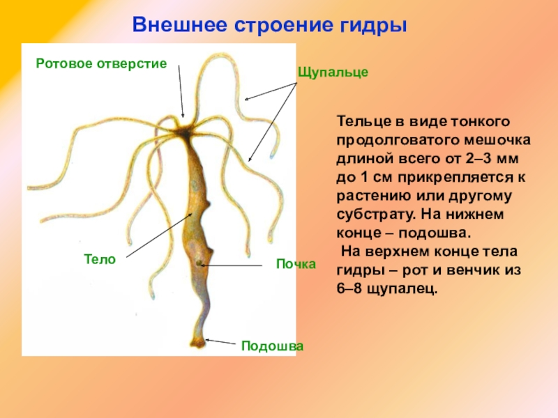 Kraken ссылка